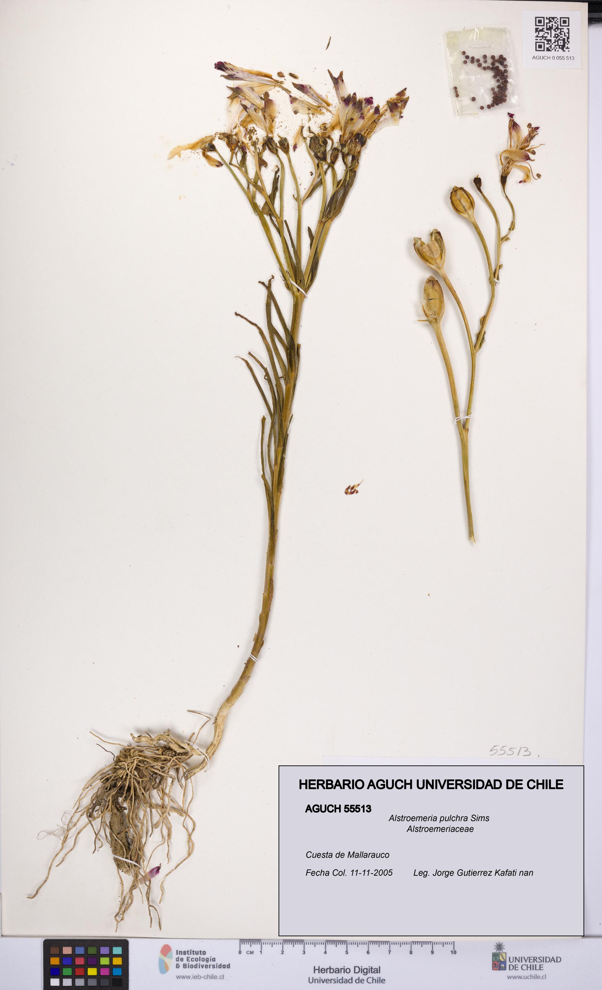 Alstroemeria pulchra [Espécimen: UCH:AGUCH:0055513]