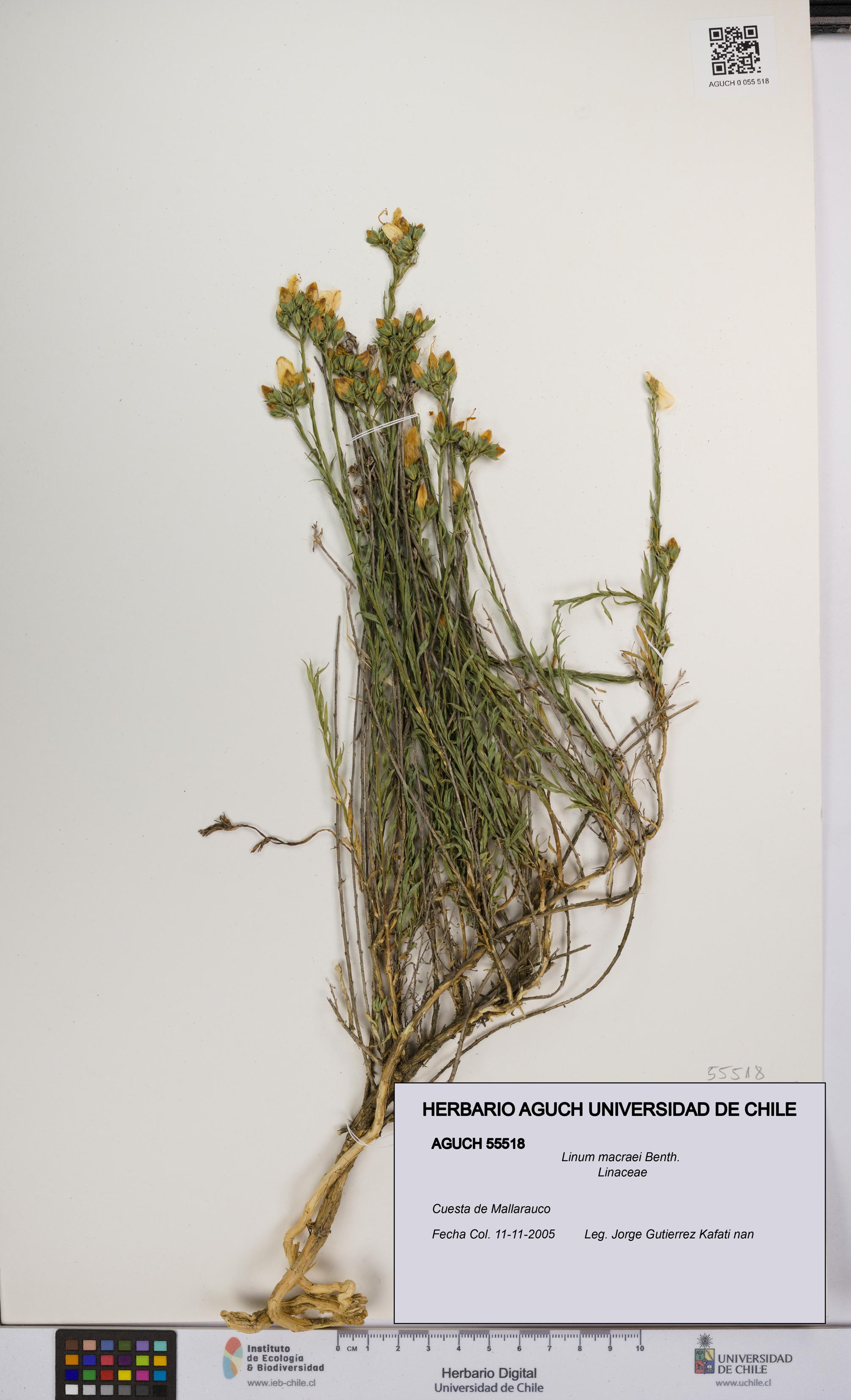 Linum macraei [Espécimen: UCH:AGUCH:0055518]