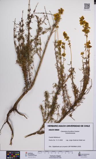 Calceolaria thyrsiflora [Espécimen: UCH:AGUCH:0055523]