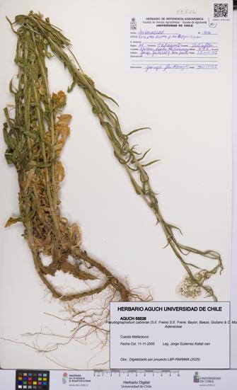Pseudognaphalium cabrerae [Espécimen: UCH:AGUCH:0055526]