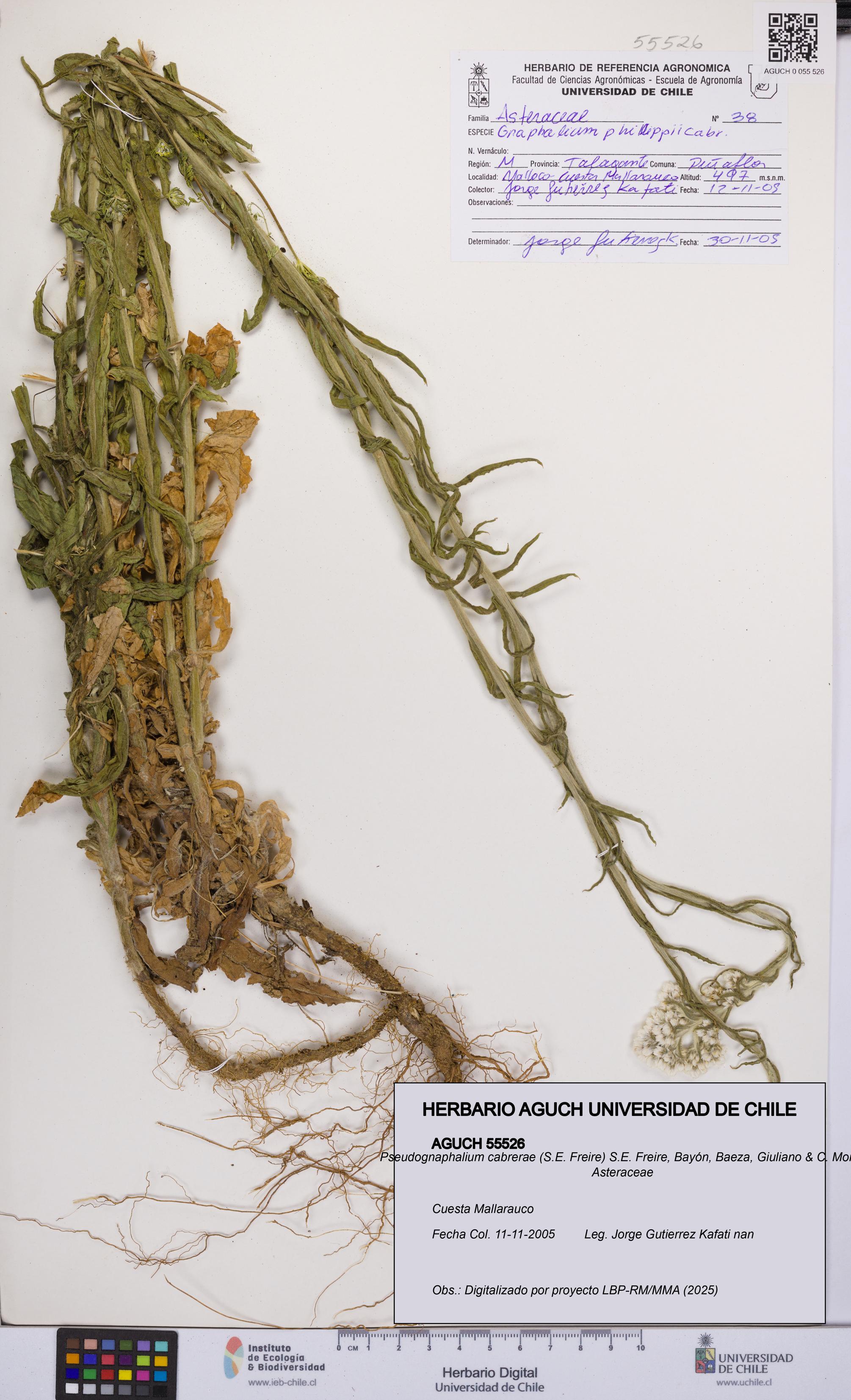 Pseudognaphalium cabrerae [Espécimen: UCH:AGUCH:0055526]