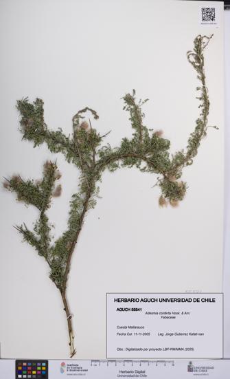 Adesmia conferta [Espécimen: UCH:AGUCH:0055541]