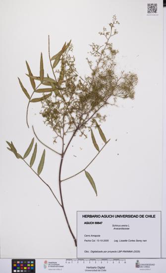 Schinus areira [Espécimen: UCH:AGUCH:0055547]