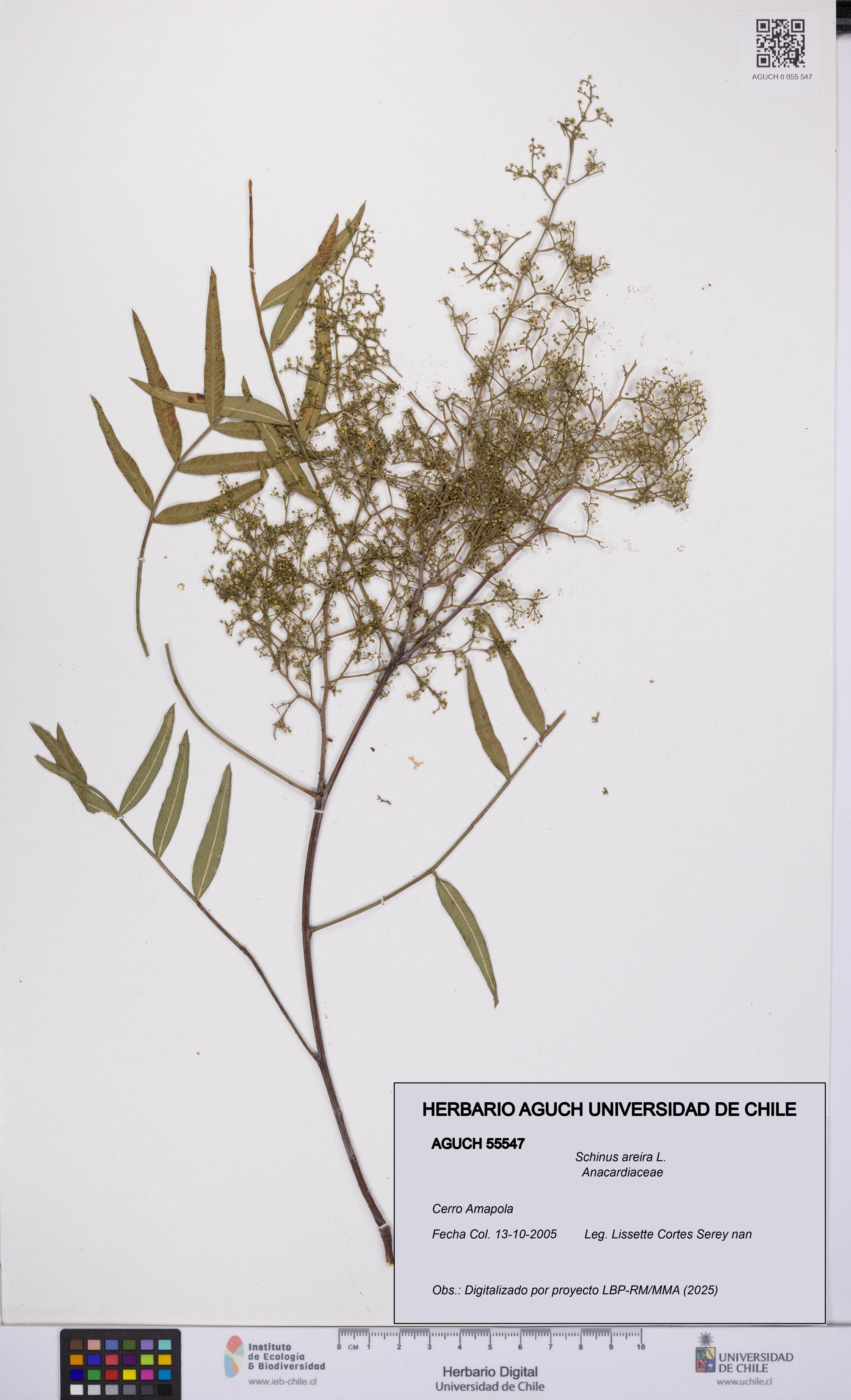 Schinus areira [Espécimen: UCH:AGUCH:0055547]
