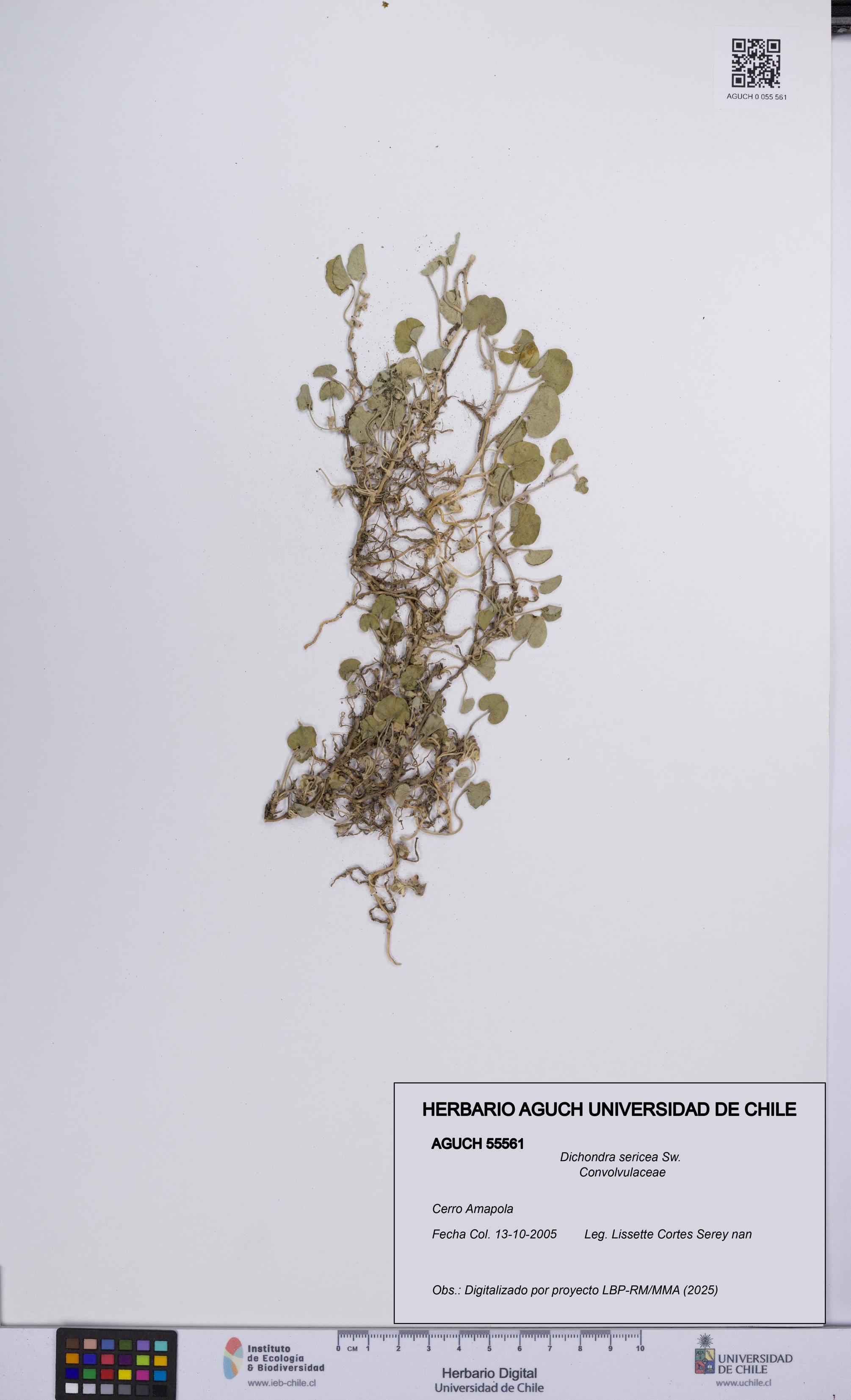 Dichondra sericea [Espécimen: UCH:AGUCH:0055561]