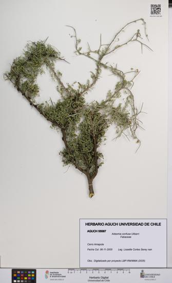 Adesmia confusa [Espécimen: UCH:AGUCH:0055587]