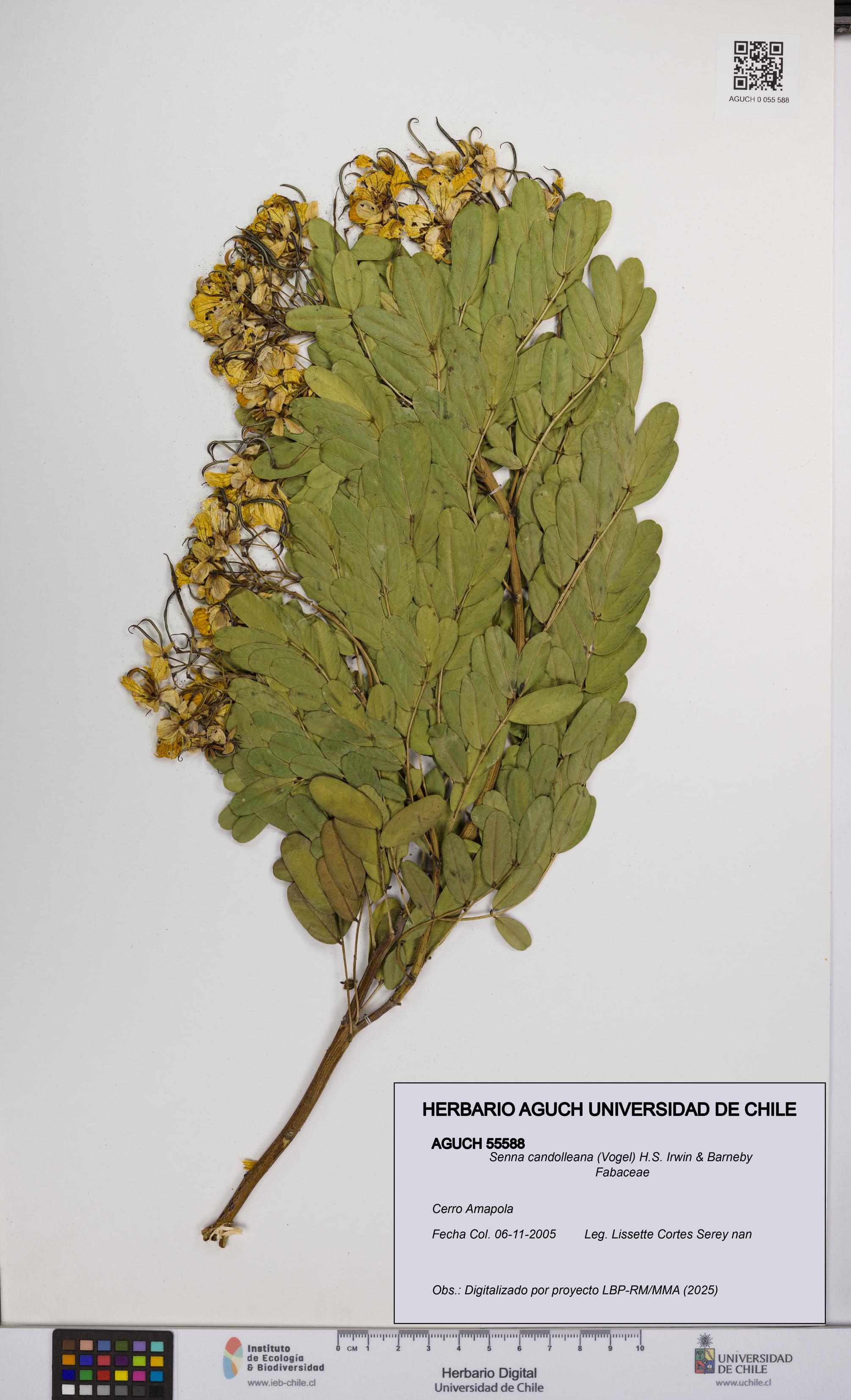 Senna candolleana [Espécimen: UCH:AGUCH:0055588]