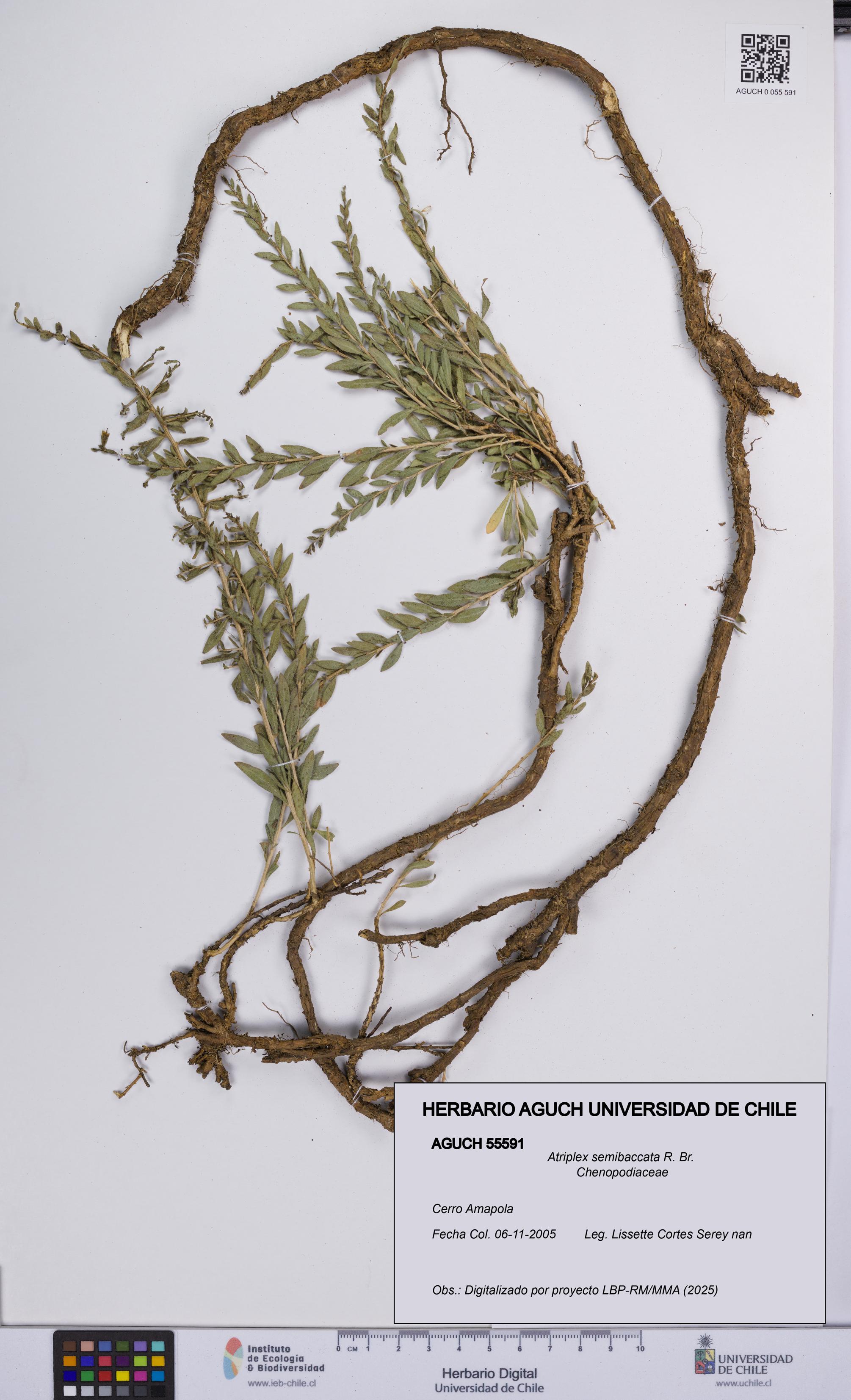 Atriplex semibaccata [Espécimen: UCH:AGUCH:0055591]