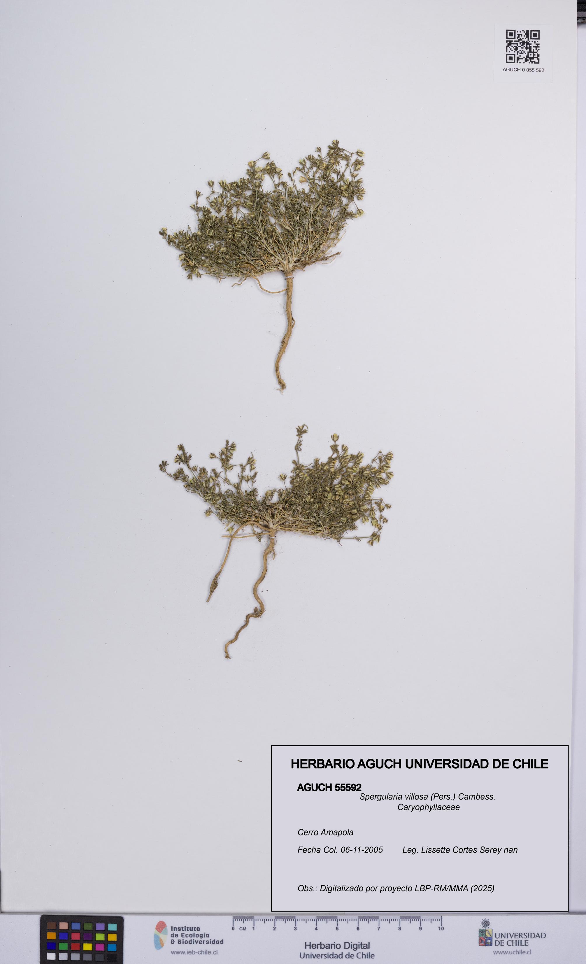 Spergularia villosa [Espécimen: UCH:AGUCH:0055592]