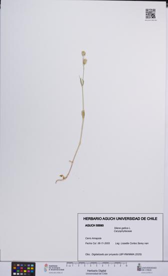 Silene gallica [Espécimen: UCH:AGUCH:0055593]