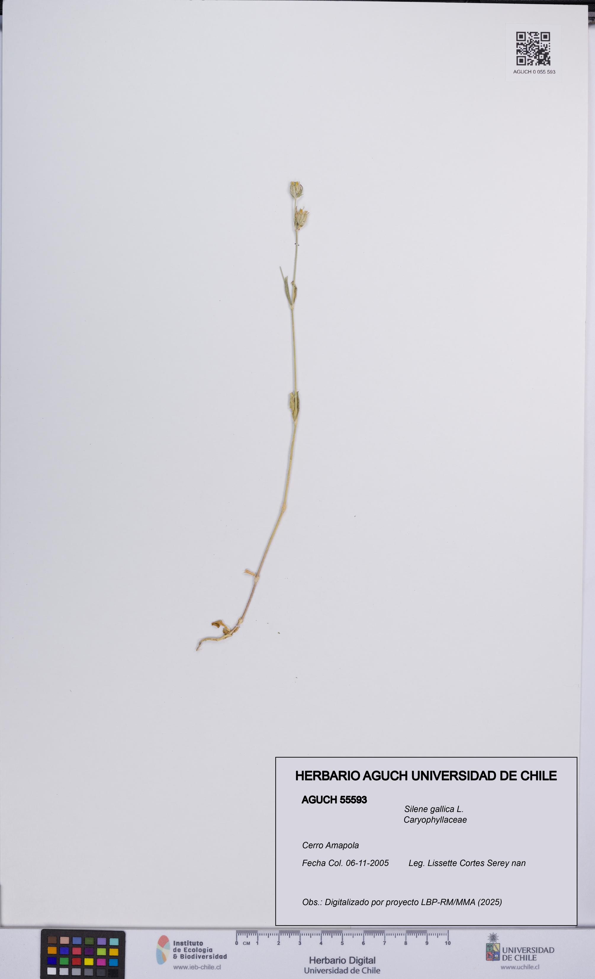 Silene gallica [Espécimen: UCH:AGUCH:0055593]