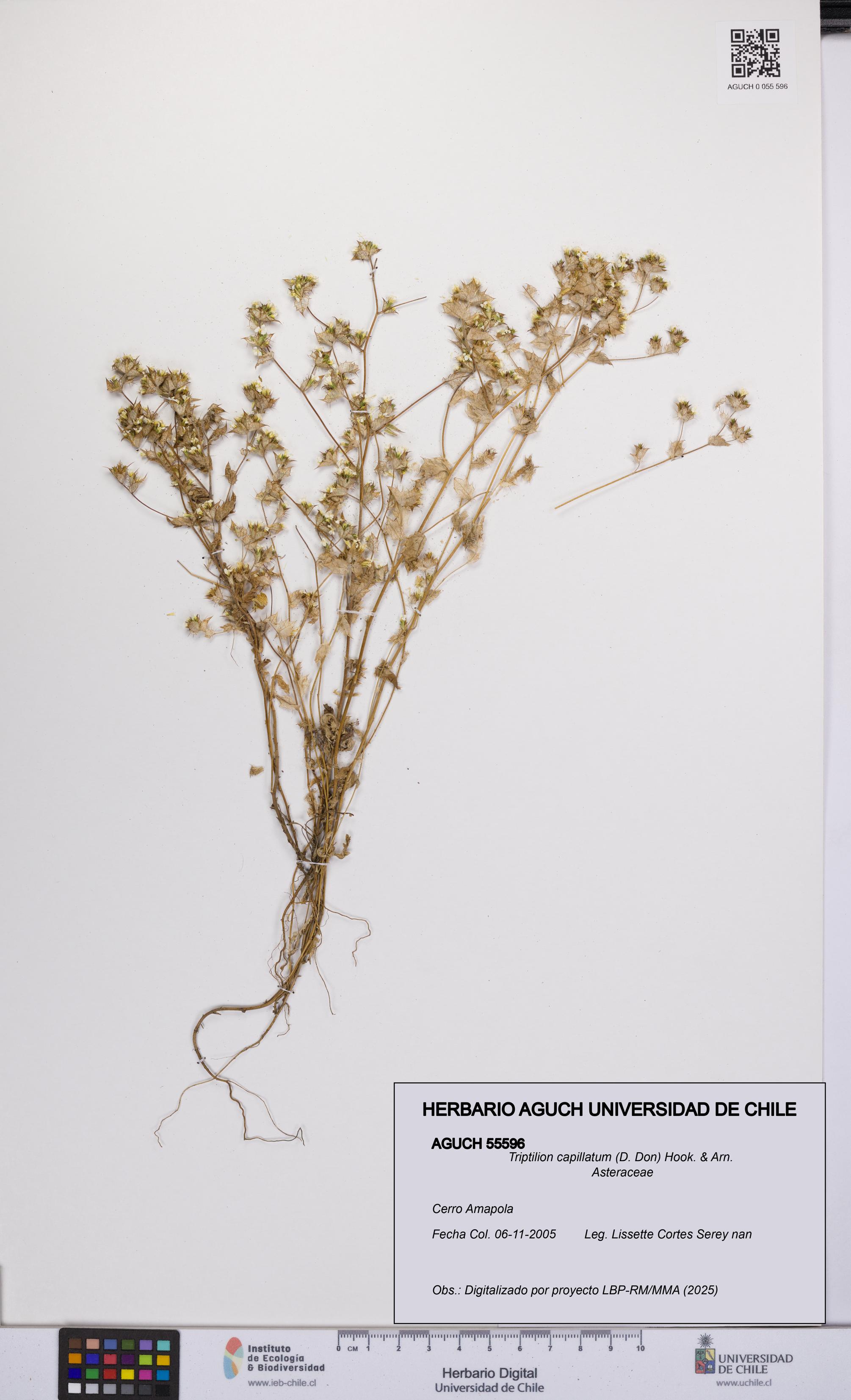 Triptilion capillatum [Espécimen: UCH:AGUCH:0055596]