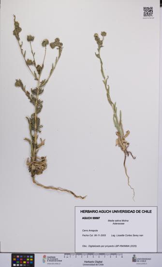 Madia sativa [Espécimen: UCH:AGUCH:0055597]