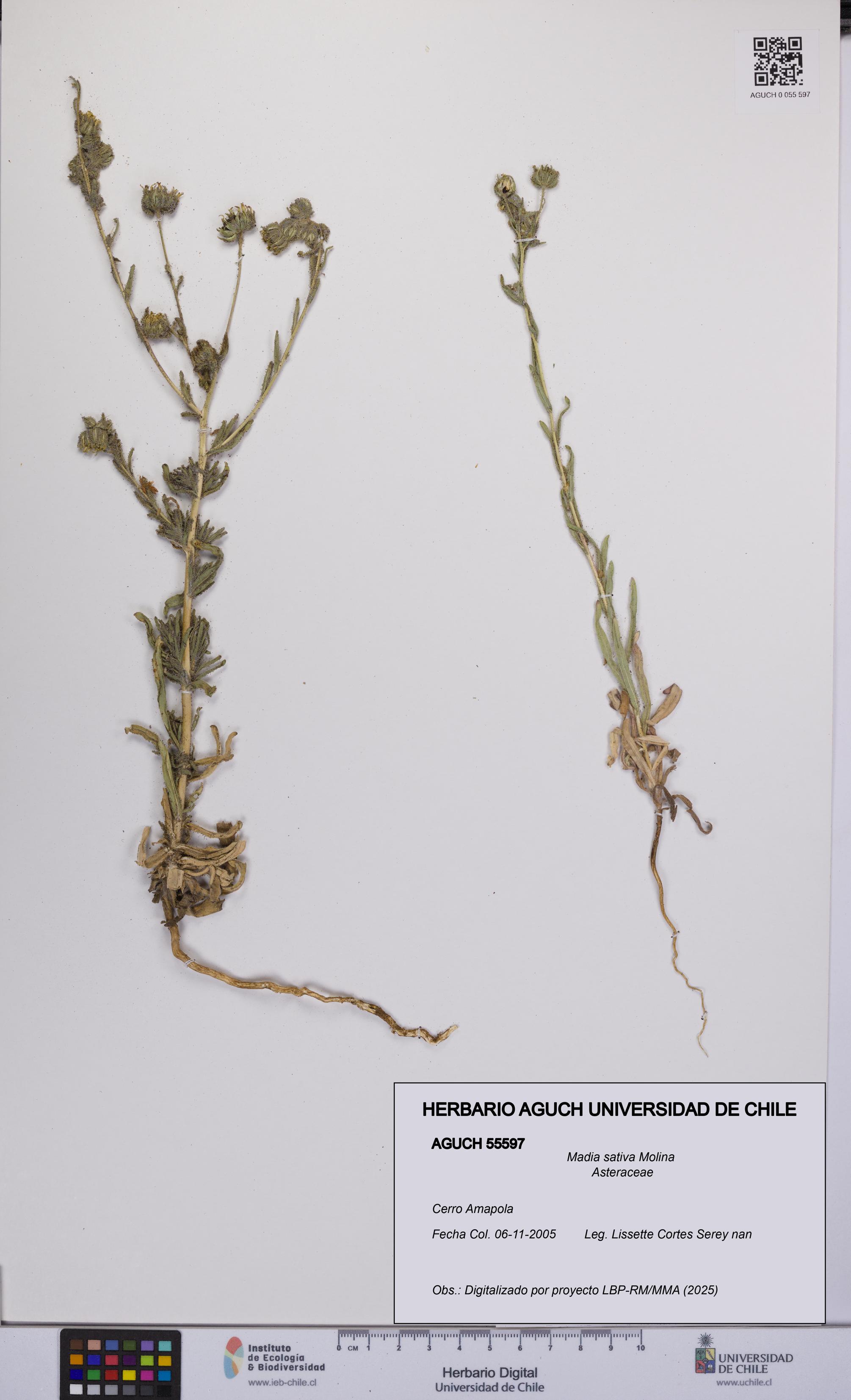Madia sativa [Espécimen: UCH:AGUCH:0055597]