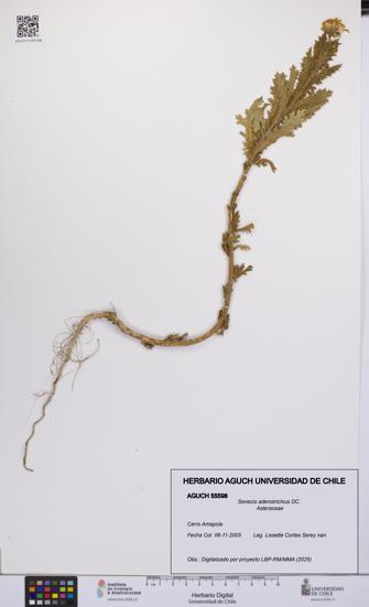 Senecio adenotrichius [Espécimen: UCH:AGUCH:0055598]