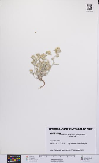 Gamochaeta stachydifolia [Espécimen: UCH:AGUCH:0055603]