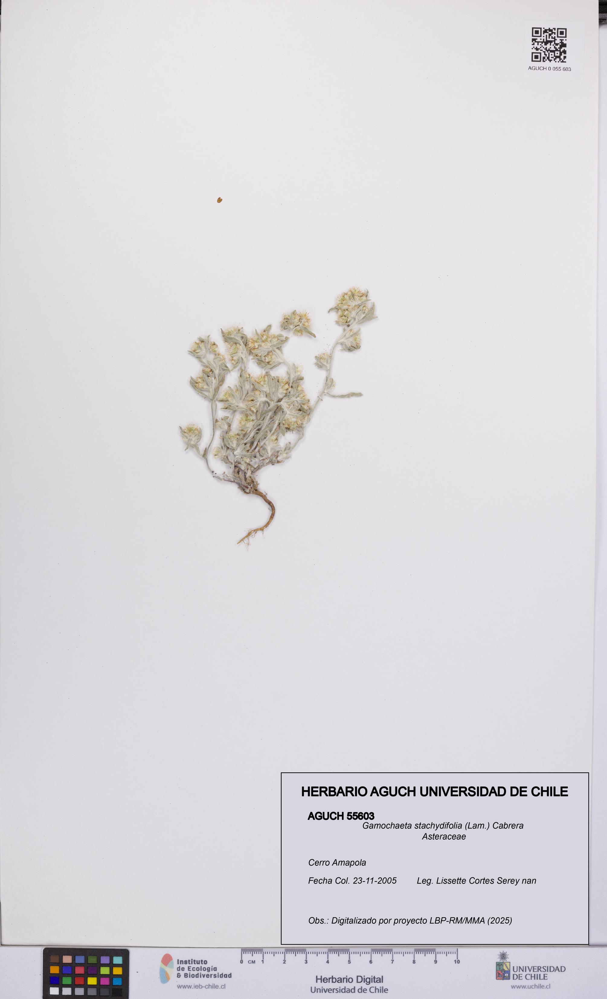 Gamochaeta stachydifolia [Espécimen: UCH:AGUCH:0055603]