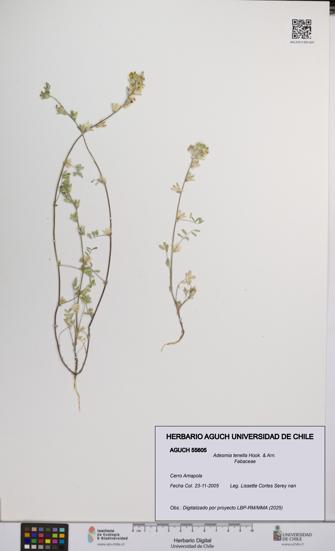 Adesmia tenella [Espécimen: UCH:AGUCH:0055605]