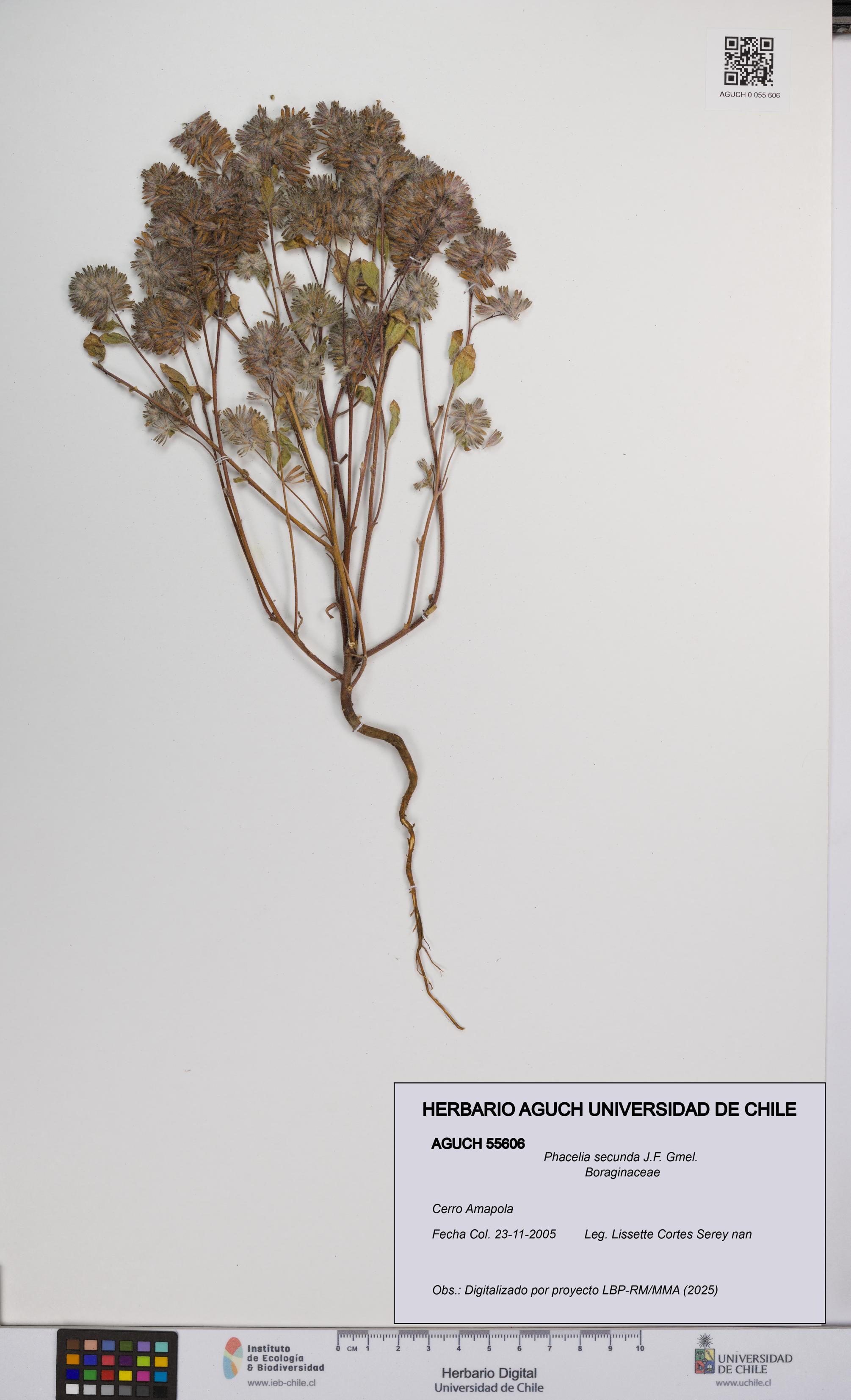 Phacelia secunda [Espécimen: UCH:AGUCH:0055606]