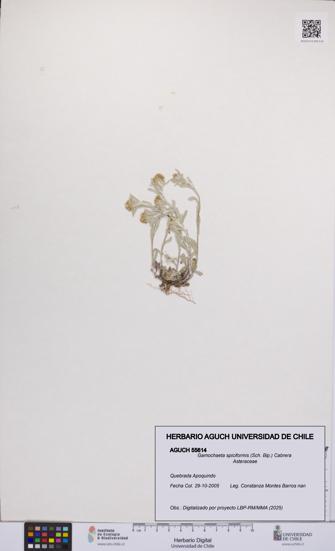 Gamochaeta spiciformis [Espécimen: UCH:AGUCH:0055614]