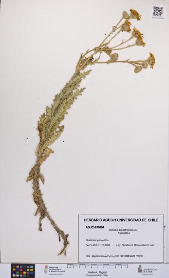 Senecio adenotrichius [Espécimen: UCH:AGUCH:0055664]