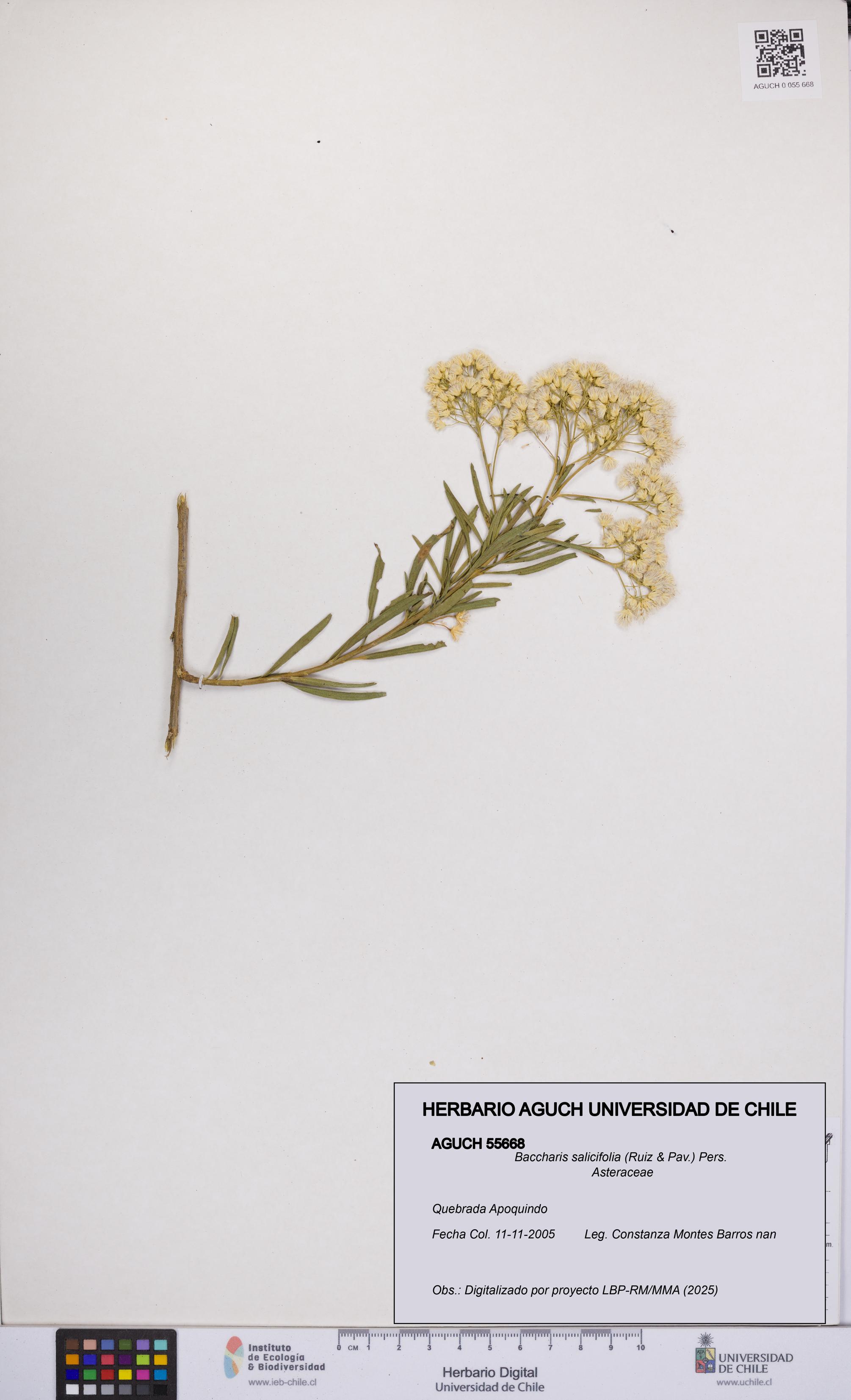 Baccharis salicifolia [Espécimen: UCH:AGUCH:0055668]