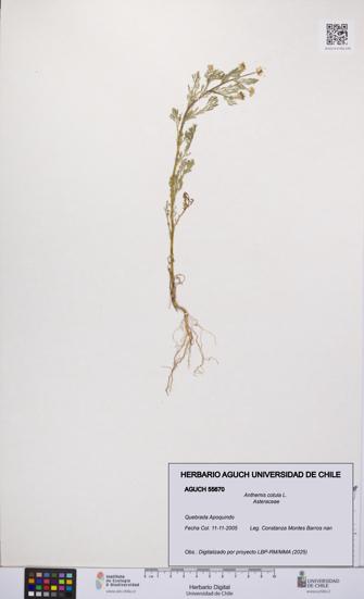 Anthemis cotula [Espécimen: UCH:AGUCH:0055670]