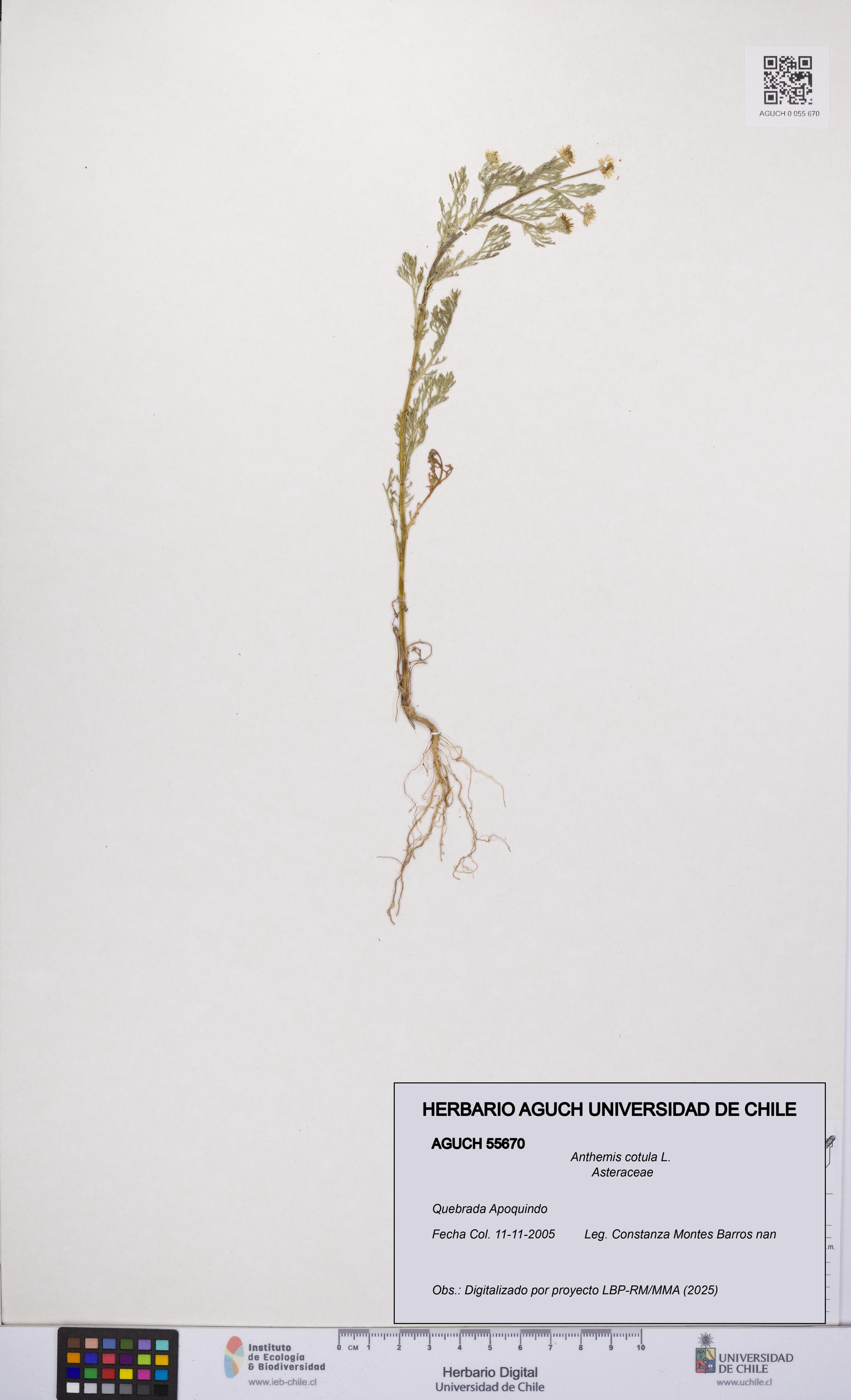 Anthemis cotula [Espécimen: UCH:AGUCH:0055670]