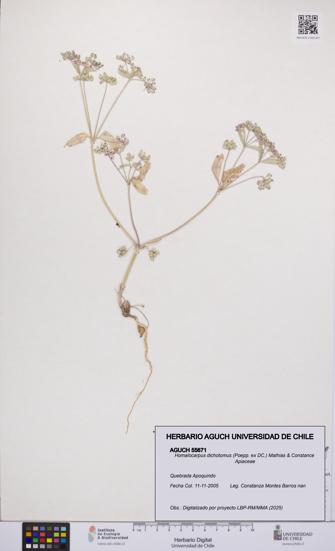 Homalocarpus dichotomus [Espécimen: UCH:AGUCH:0055671]