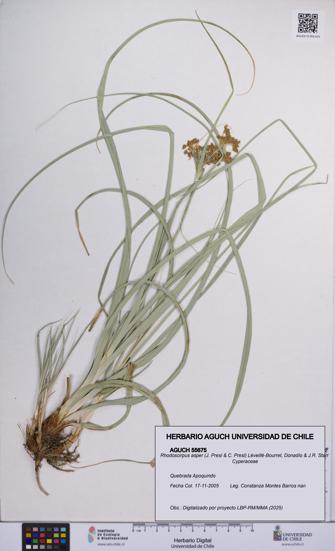 Rhodoscirpus asper [Espécimen: UCH:AGUCH:0055675]