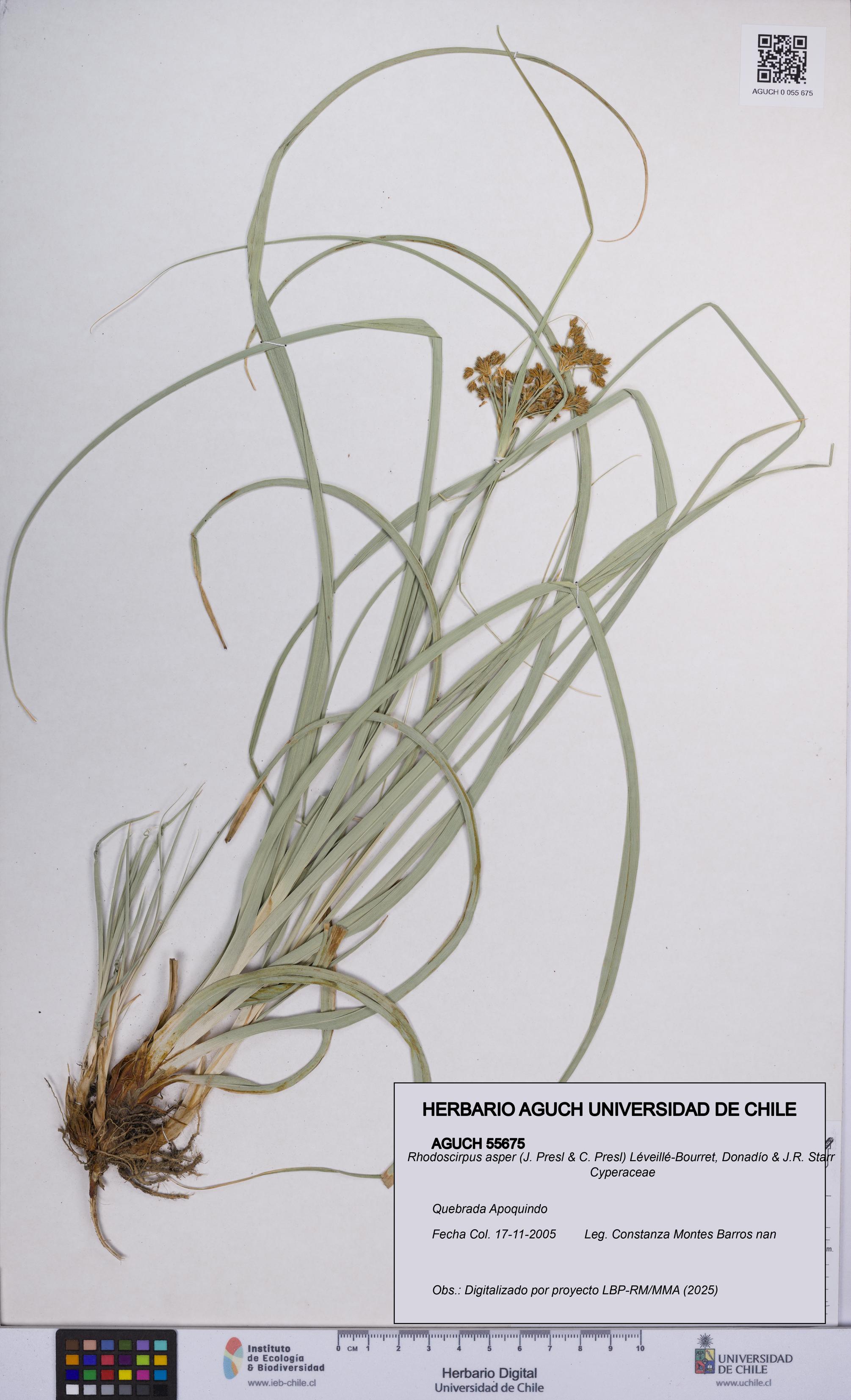 Rhodoscirpus asper [Espécimen: UCH:AGUCH:0055675]