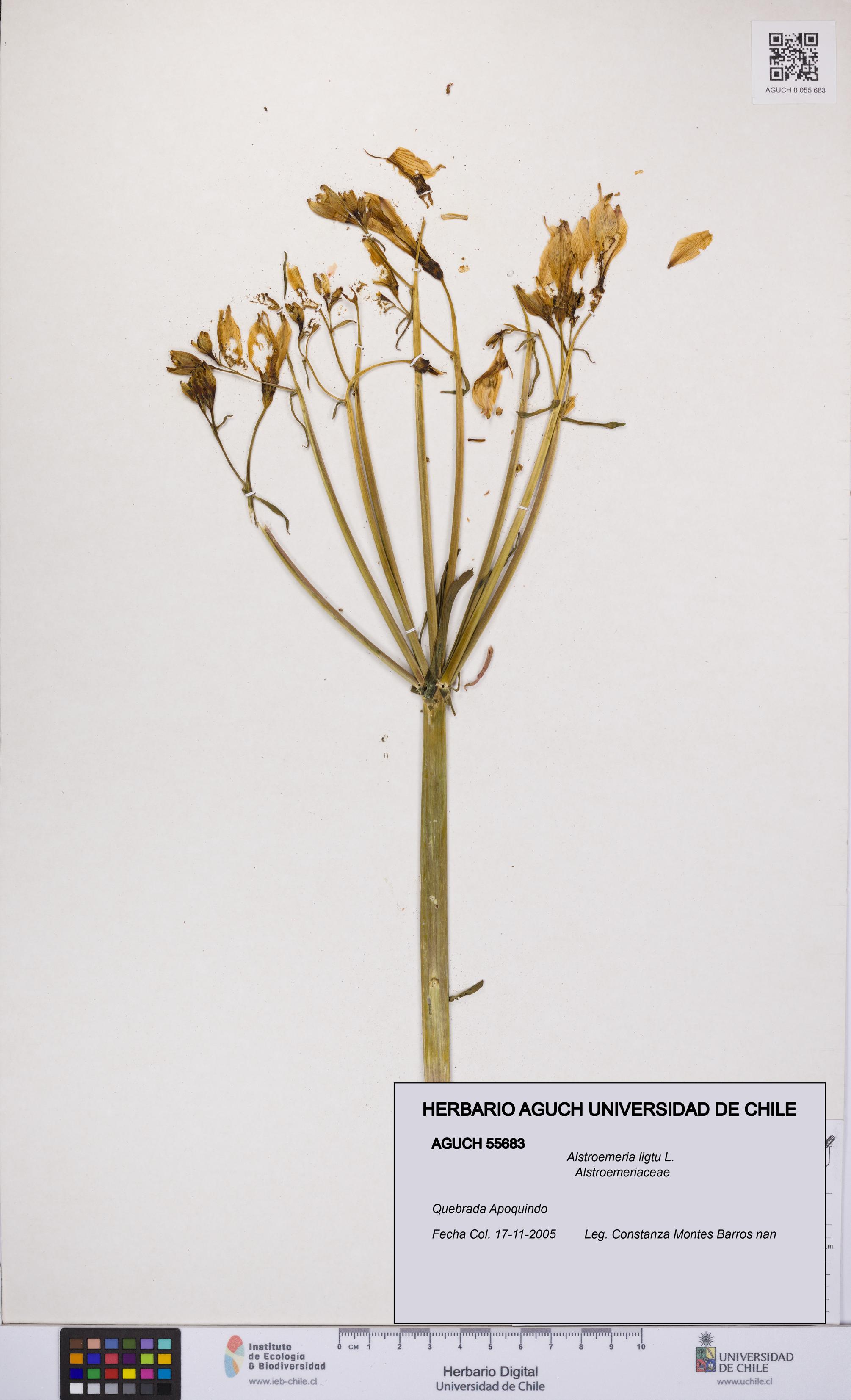 Alstroemeria ligtu [Espécimen: UCH:AGUCH:0055683]