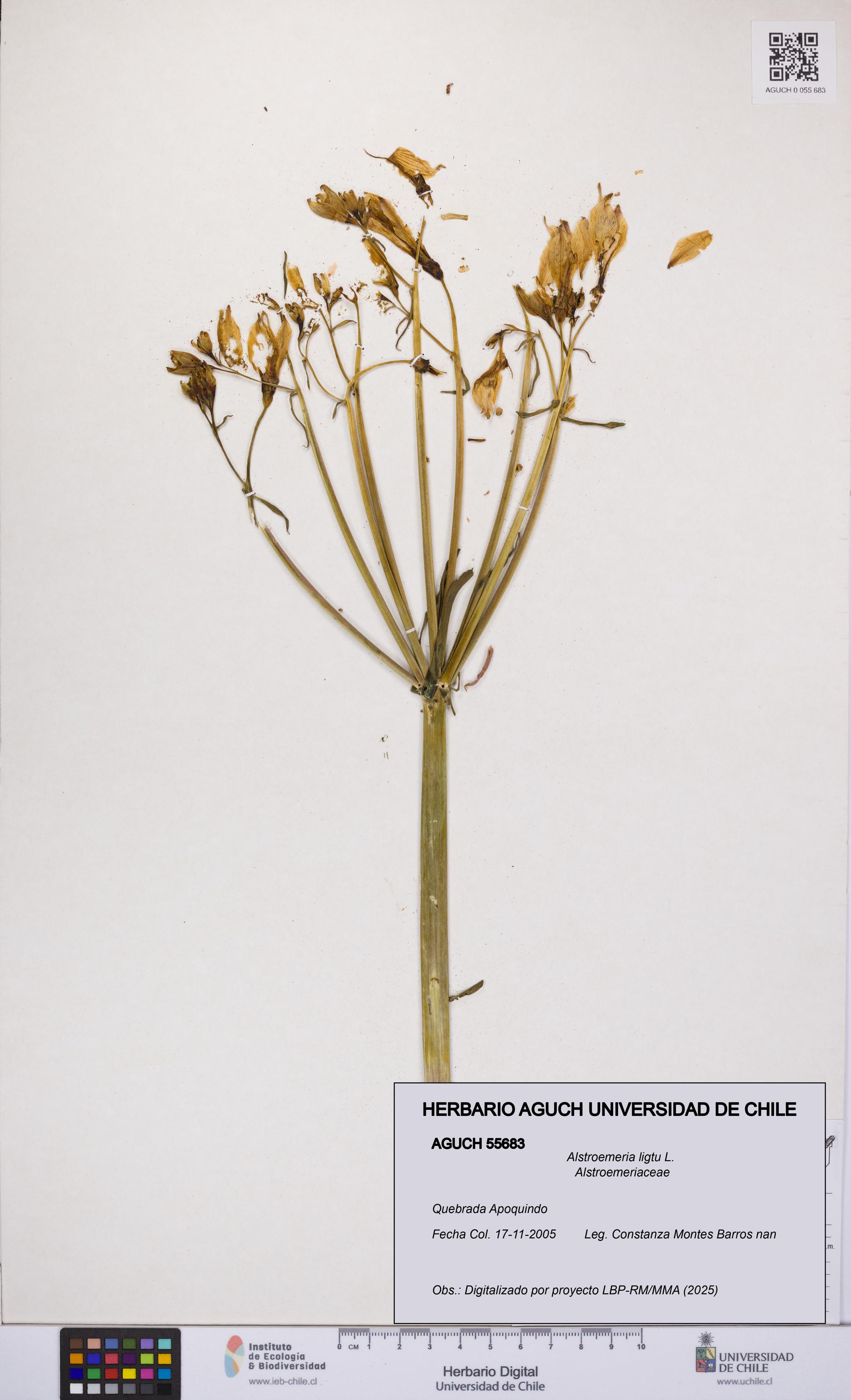 Alstroemeria ligtu [Espécimen: UCH:AGUCH:0055683]
