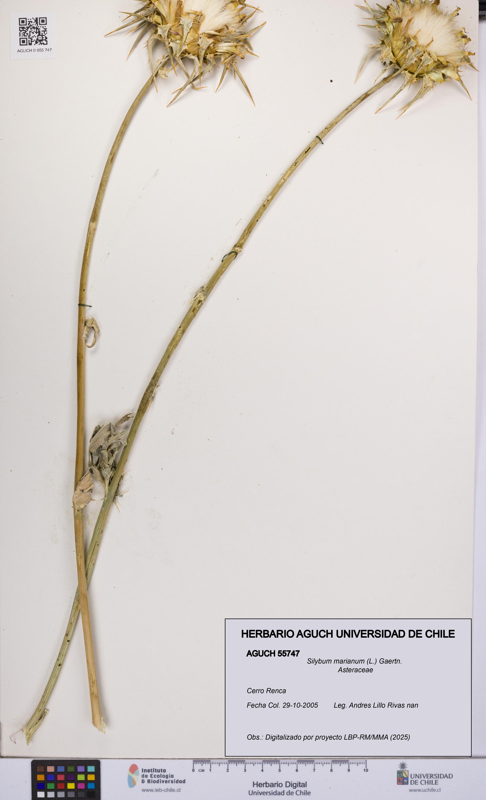 Silybum marianum [Espécimen: UCH:AGUCH:0055747]