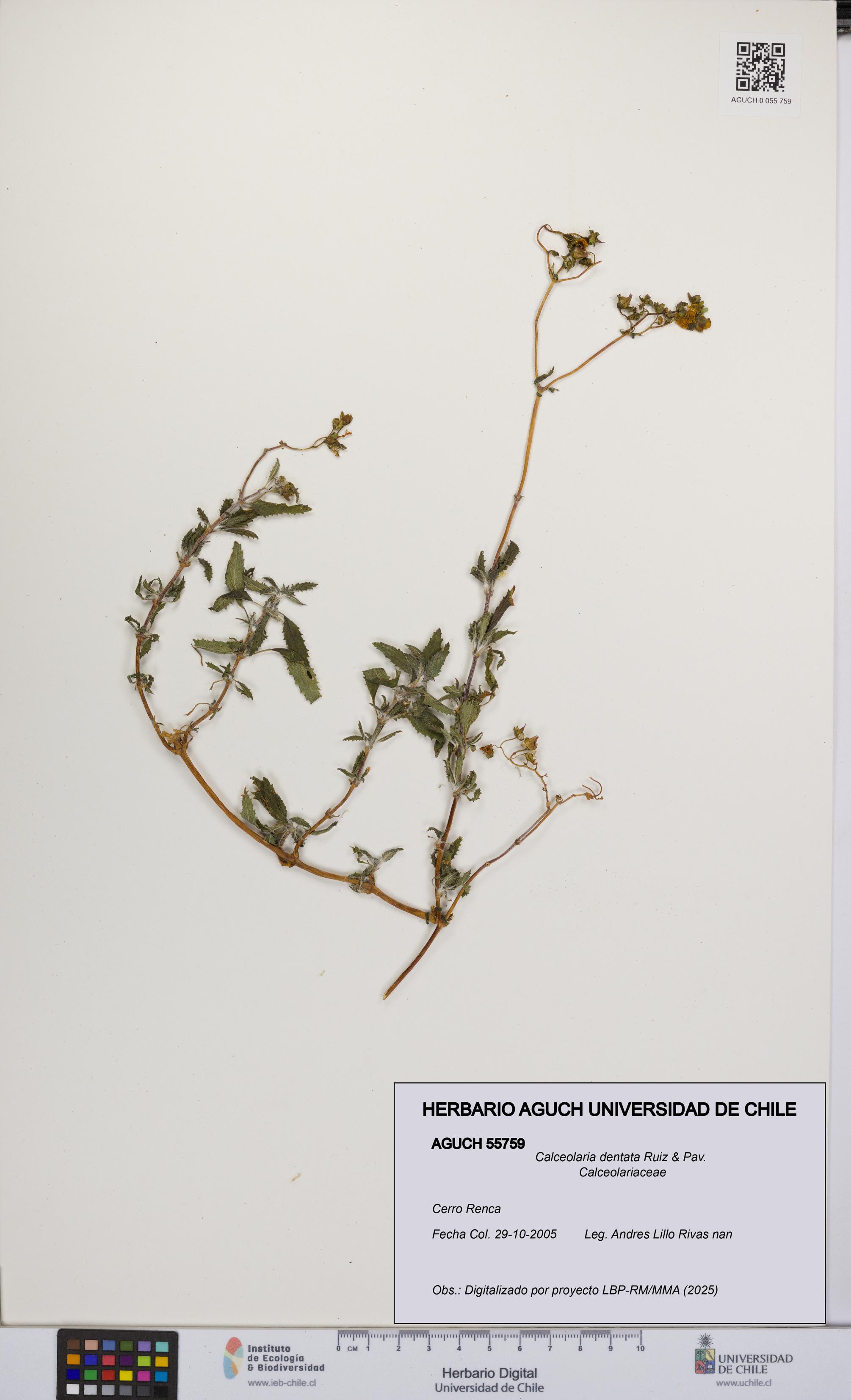 Calceolaria dentata [Espécimen: UCH:AGUCH:0055759]