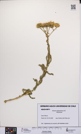 Senecio adenotrichius [Espécimen: UCH:AGUCH:0055771]