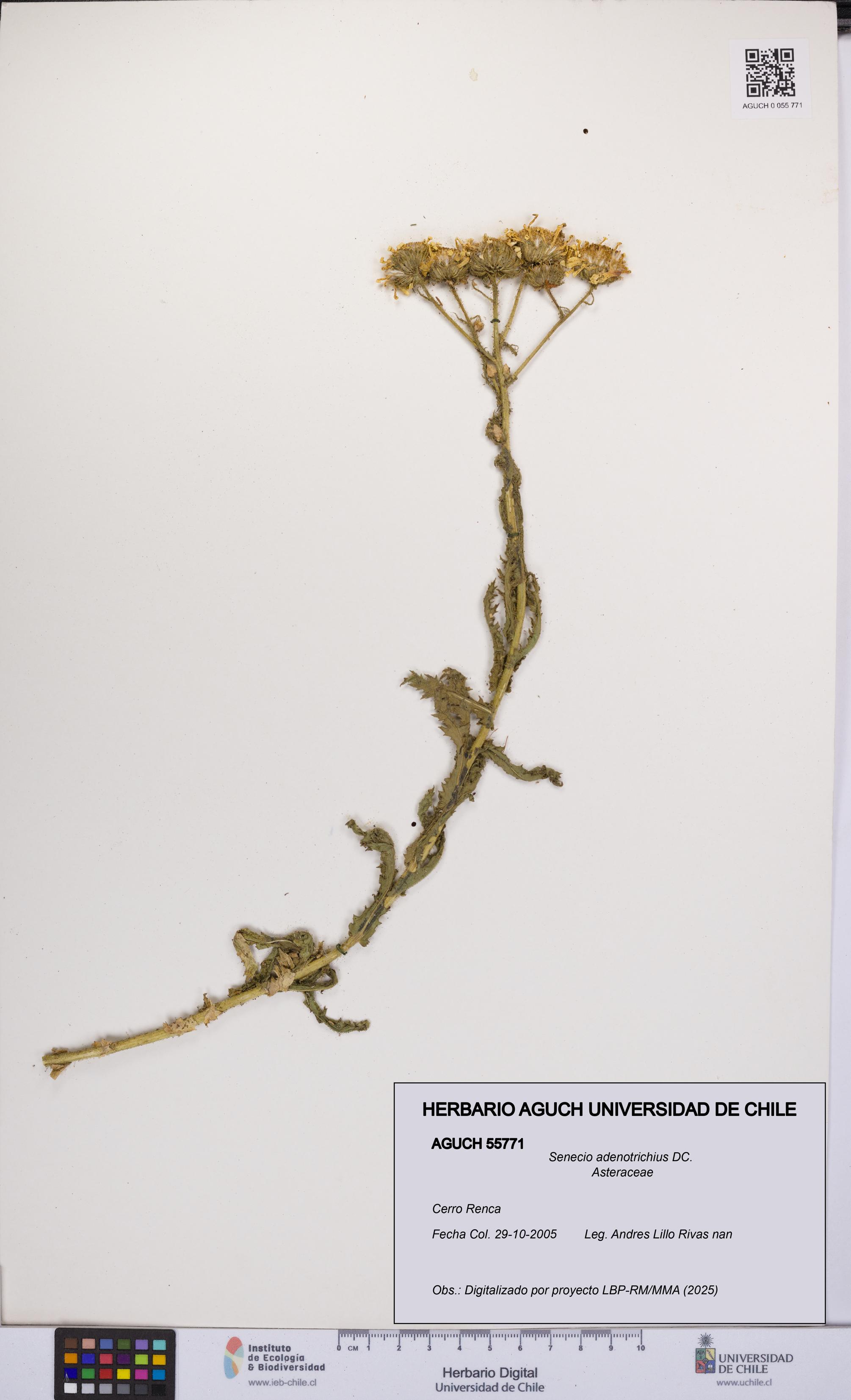 Senecio adenotrichius [Espécimen: UCH:AGUCH:0055771]