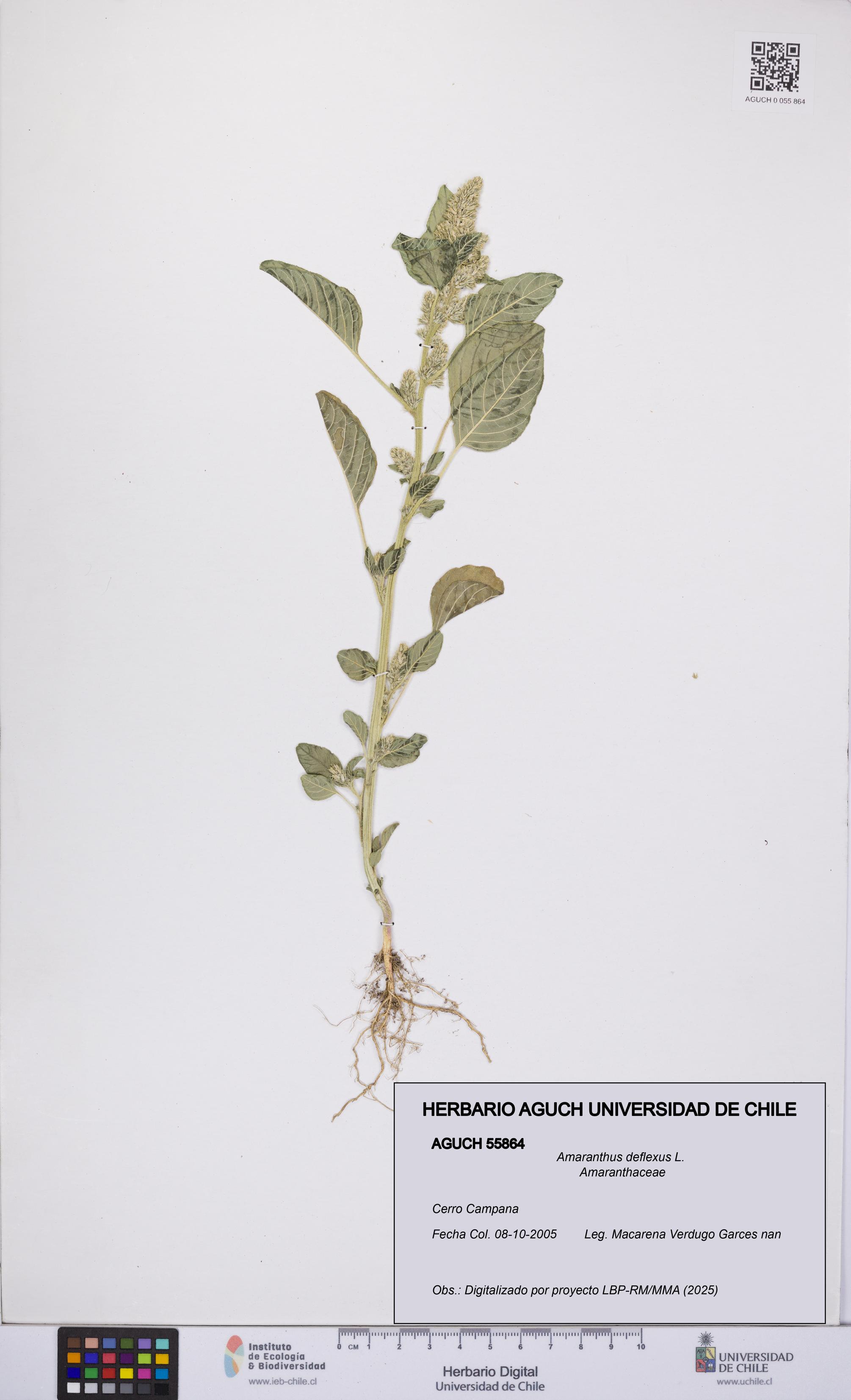 Amaranthus deflexus [Espécimen: UCH:AGUCH:0055864]