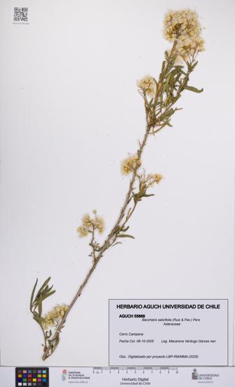 Baccharis salicifolia [Espécimen: UCH:AGUCH:0055869]