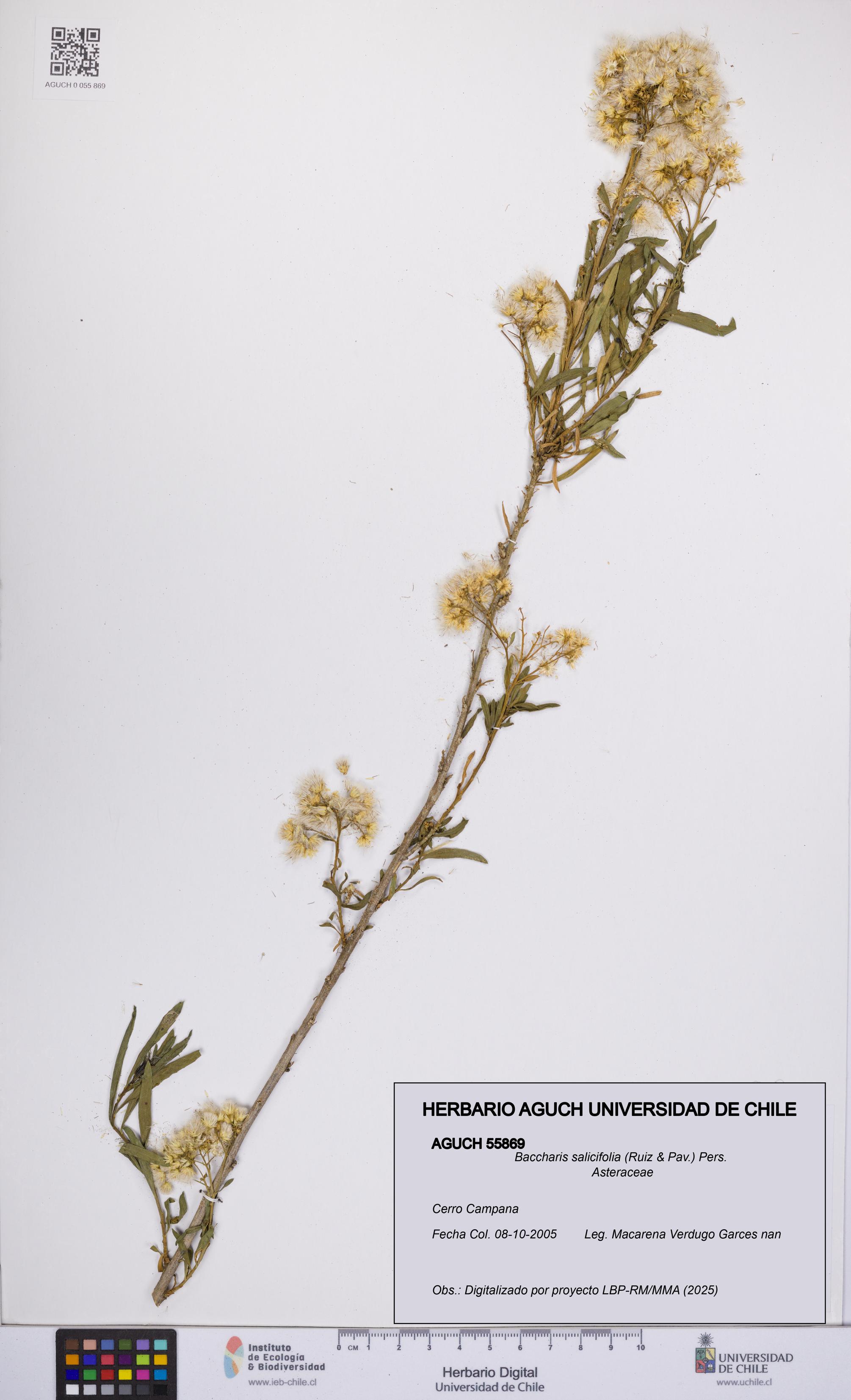 Baccharis salicifolia [Espécimen: UCH:AGUCH:0055869]