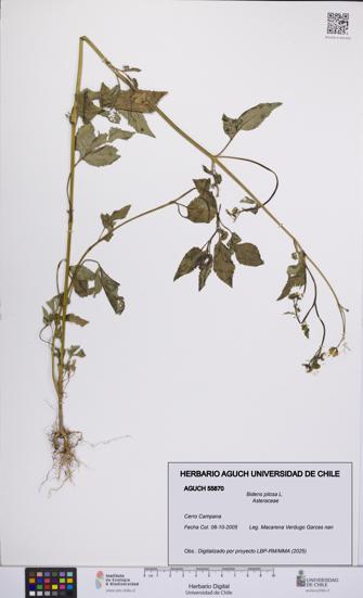 Bidens pilosa [Espécimen: UCH:AGUCH:0055870]