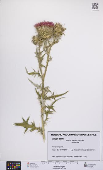 Cirsium vulgare [Espécimen: UCH:AGUCH:0055872]