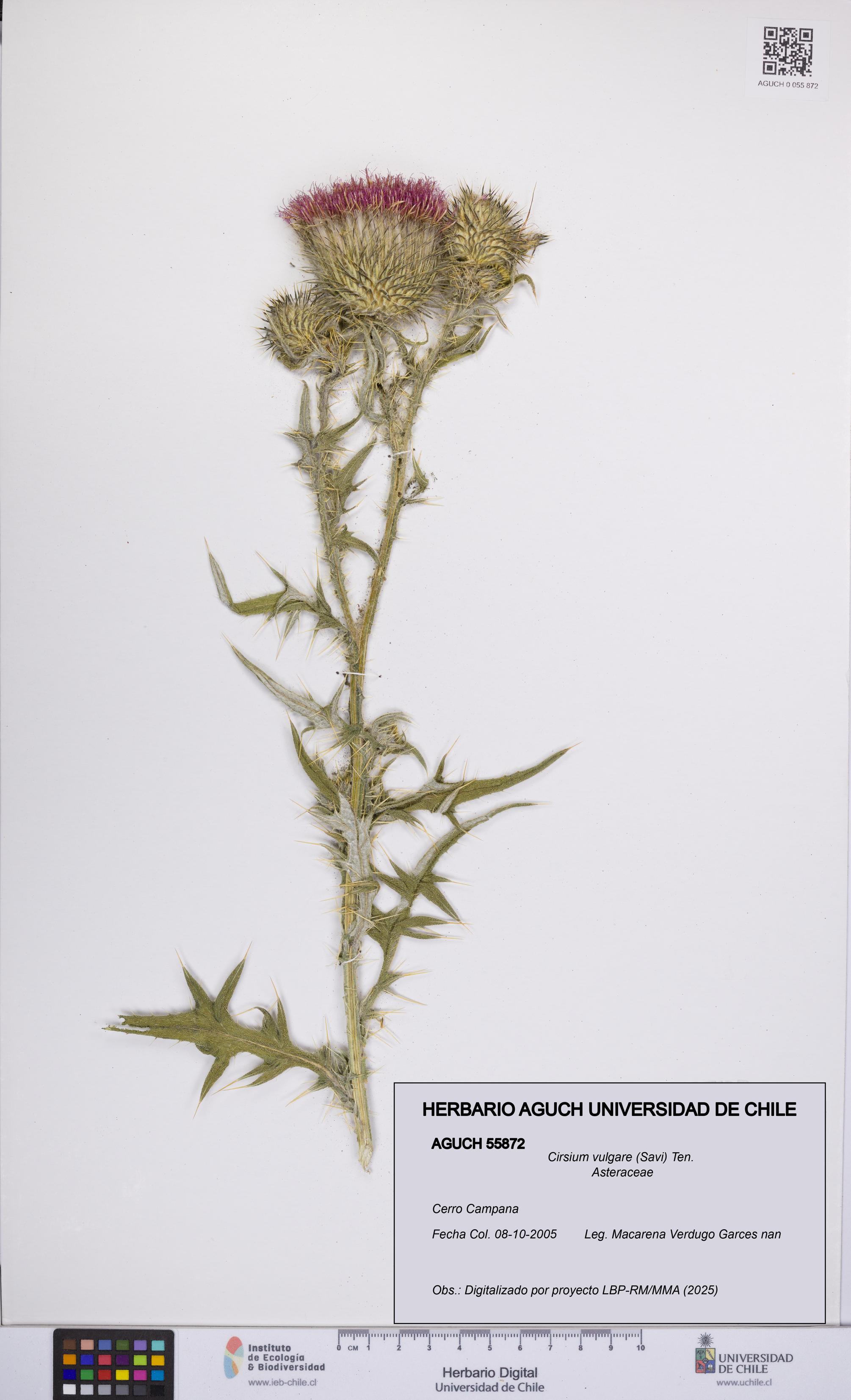 Cirsium vulgare [Espécimen: UCH:AGUCH:0055872]