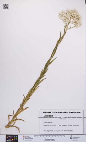 Pseudognaphalium cabrerae [Espécimen: UCH:AGUCH:0055875]