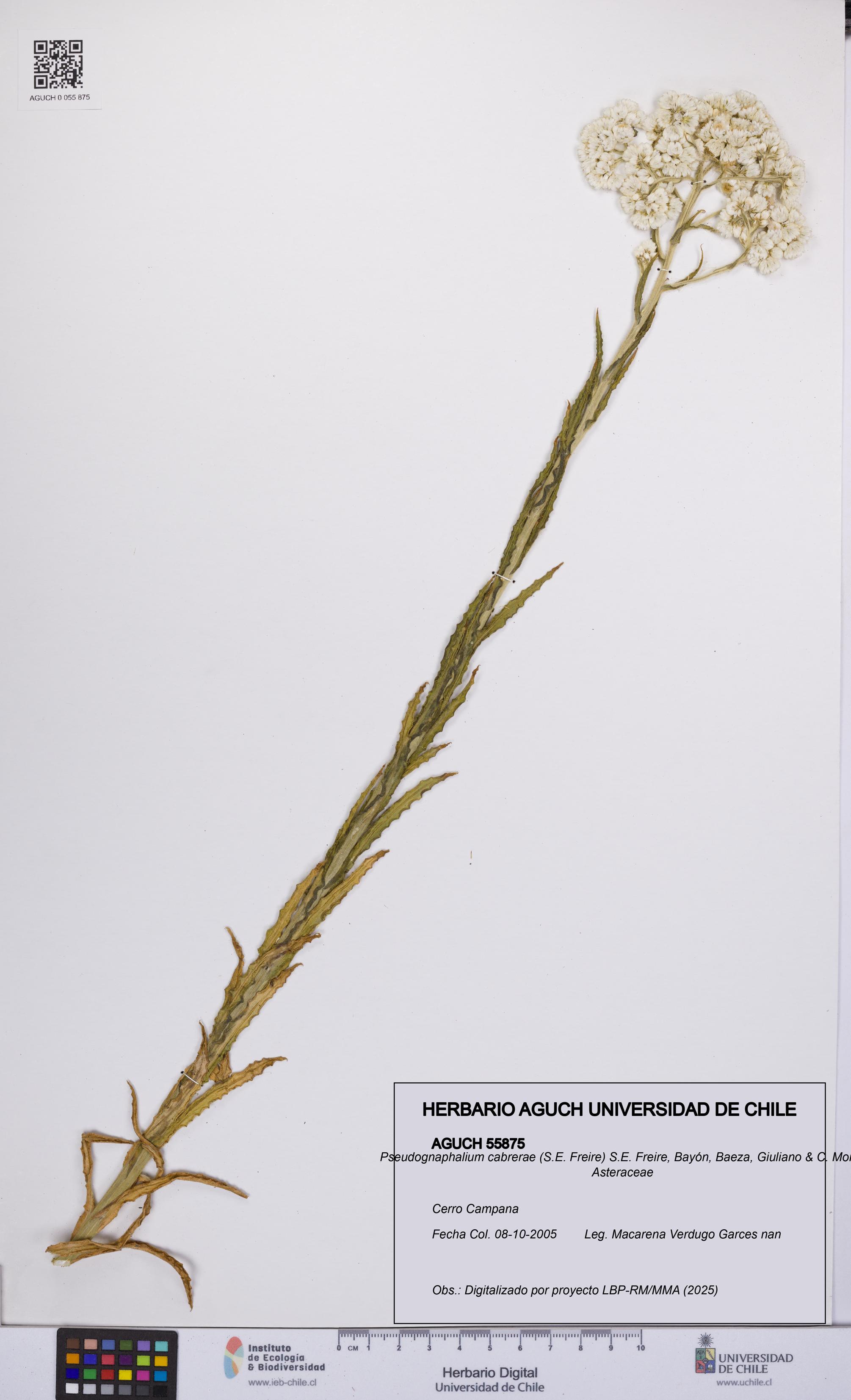Pseudognaphalium cabrerae [Espécimen: UCH:AGUCH:0055875]