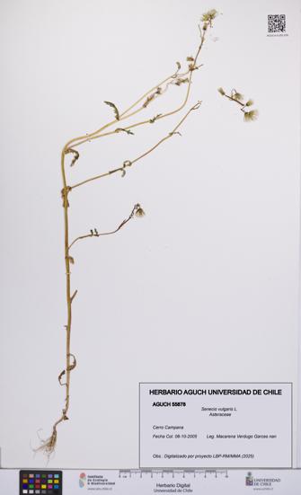 Senecio vulgaris [Espécimen: UCH:AGUCH:0055878]