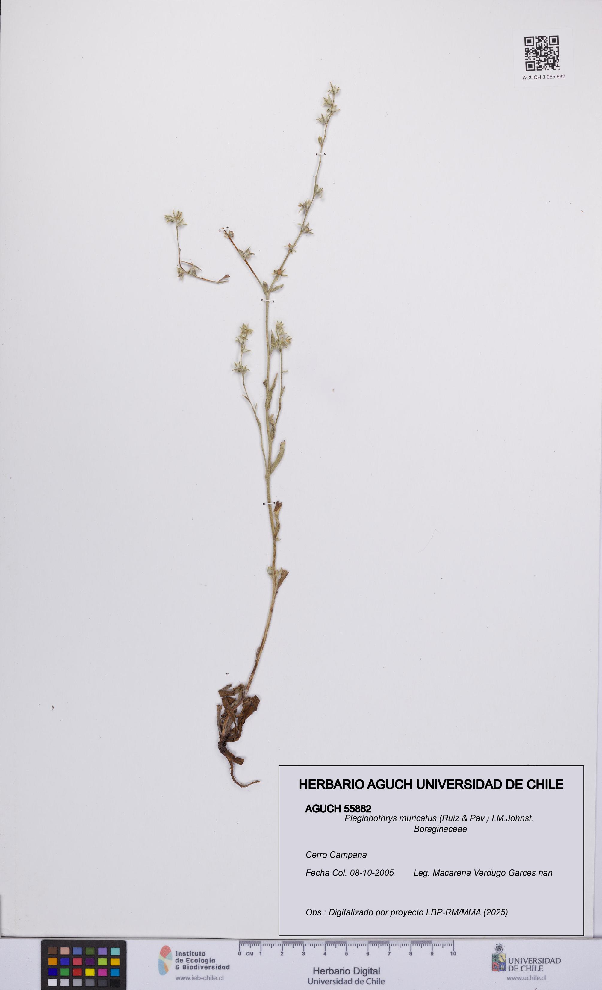 Plagiobothrys muricatus [Espécimen: ]