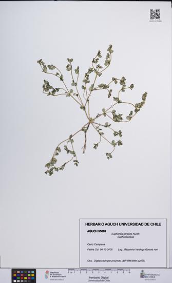 Euphorbia serpens [Espécimen: UCH:AGUCH:0055889]