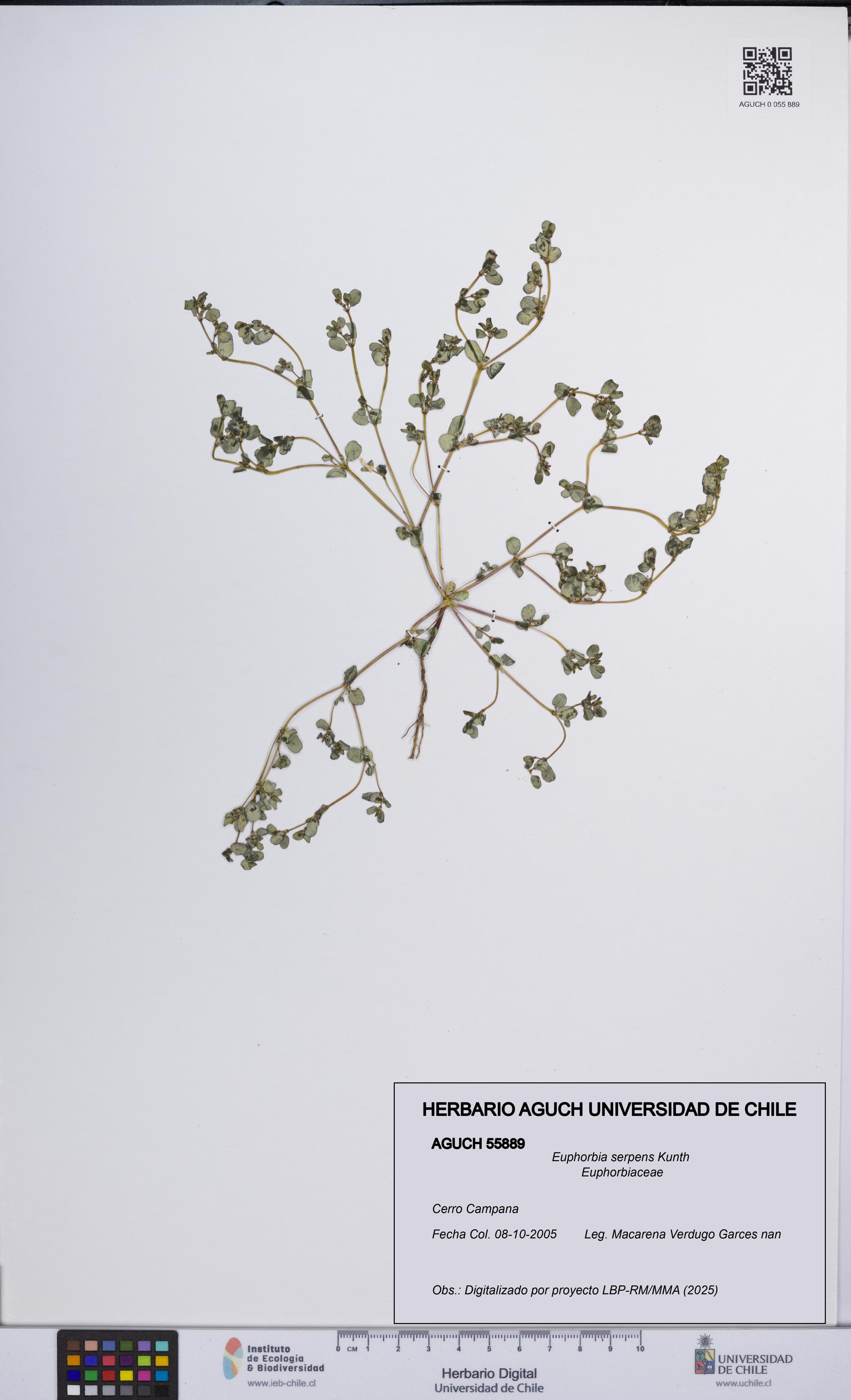 Euphorbia serpens [Espécimen: UCH:AGUCH:0055889]