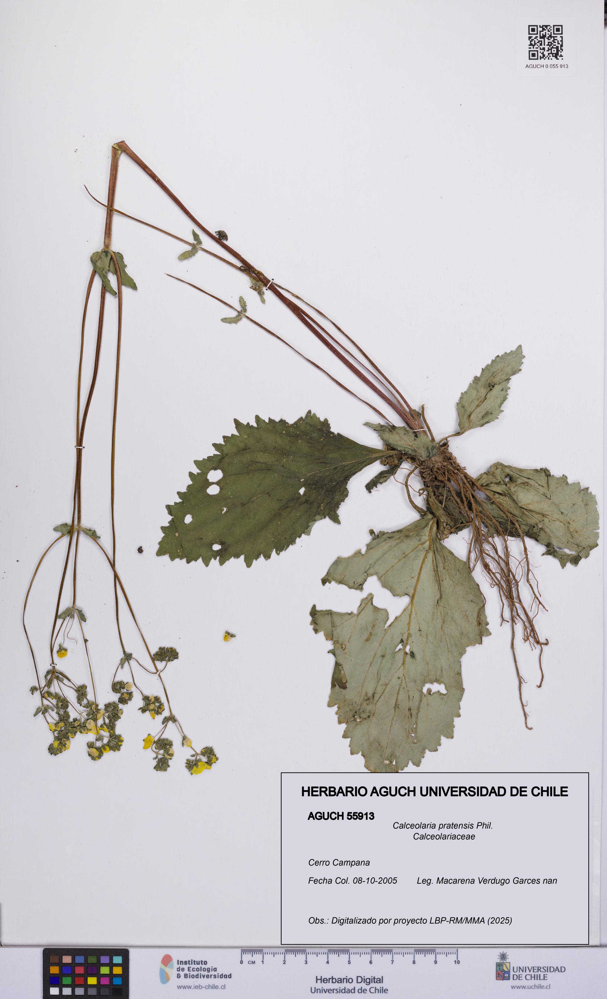 Calceolaria pratensis [Espécimen: UCH:AGUCH:0055913]